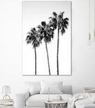 Palm Trees Black White 4 by Anitas Bellas Art on GIANT ART - coastal