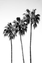 Palm Trees Black White 4 by Anitas Bellas Art on GIANT ART - coastal