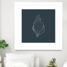 Shell by Alessandra Gagliano on GIANT ART - gray vector illustration