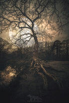 Loughtons Forest by Steven Sandner on GIANT ART - white digital drawing