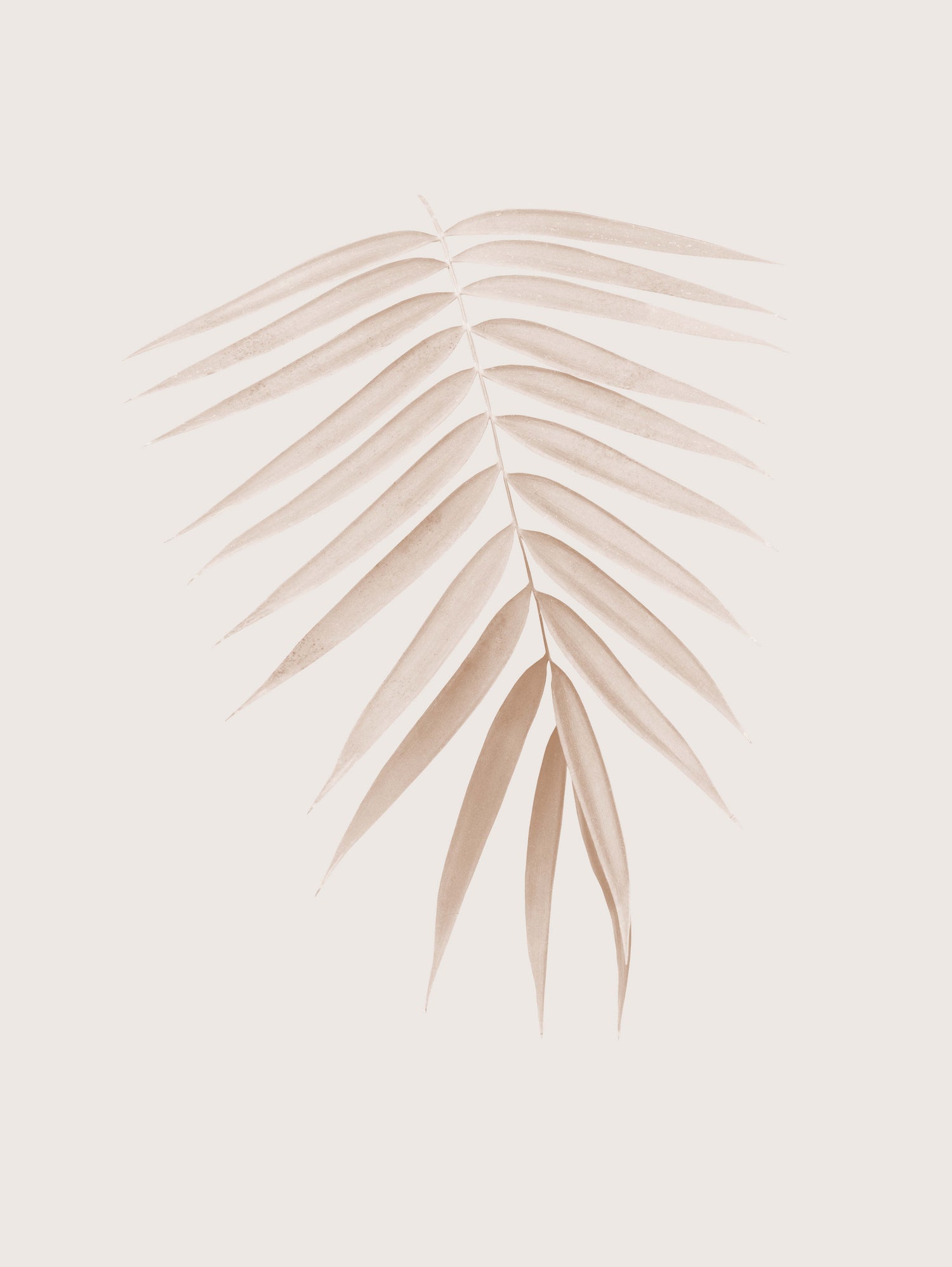 Palm Leaf Finesse #1 #minimal #tropical #decor #art by Anita & Bella Jantz on GIANT ART - brown photo illustration