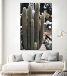 Micranthocereus Cactus by Anastasia Sawall on GIANT ART - green photo illustration