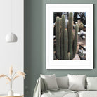 Micranthocereus Cactus by Anastasia Sawall on GIANT ART - green photo illustration