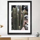 Micranthocereus Cactus by Anastasia Sawall on GIANT ART - green photo illustration