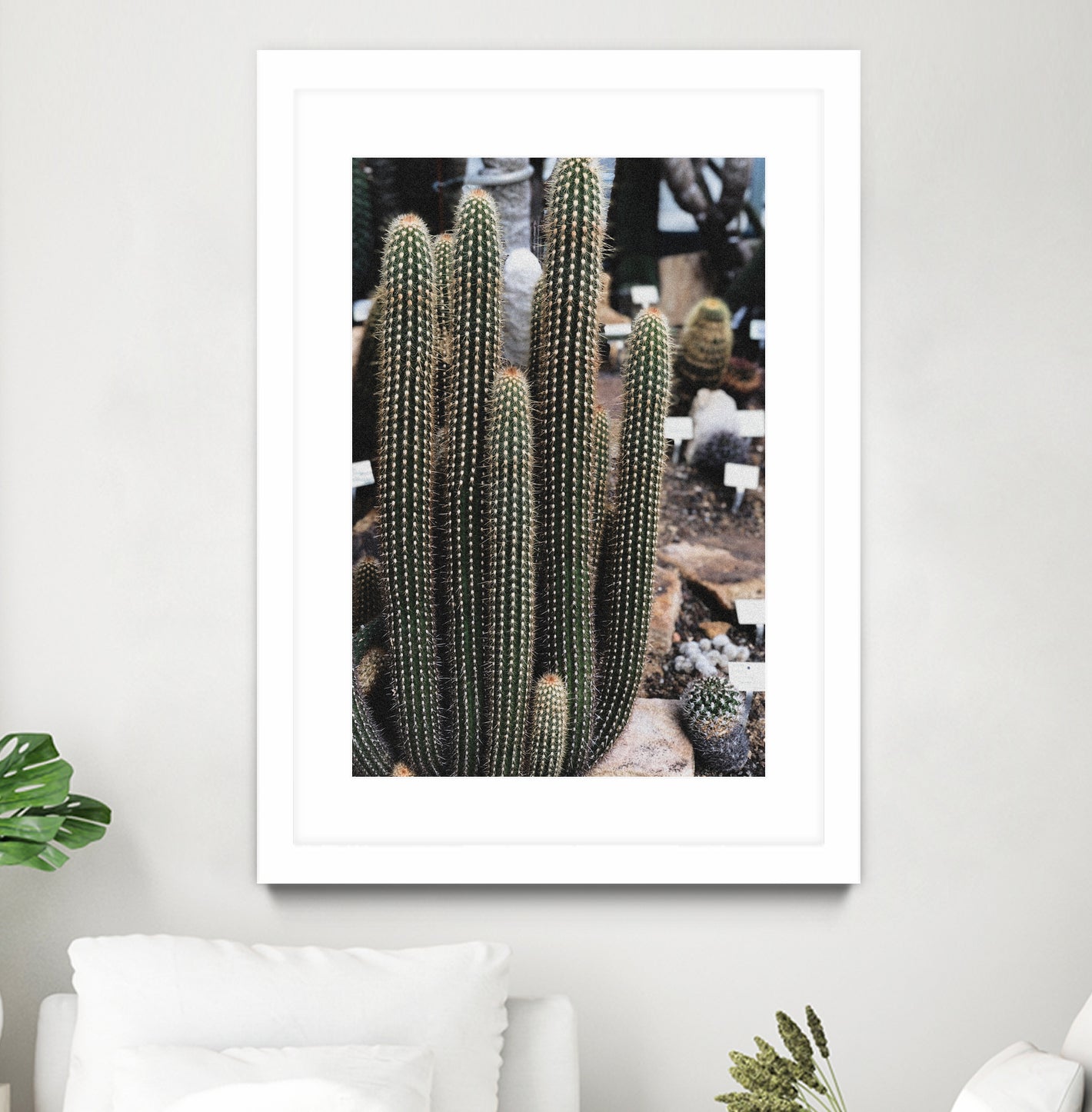 Micranthocereus Cactus by Anastasia Sawall on GIANT ART - green photo illustration