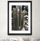 Micranthocereus Cactus by Anastasia Sawall on GIANT ART - green photo illustration