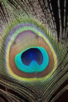 peacock feather close up macro by Wiguna Asmorohadi on GIANT ART - black vector illustration