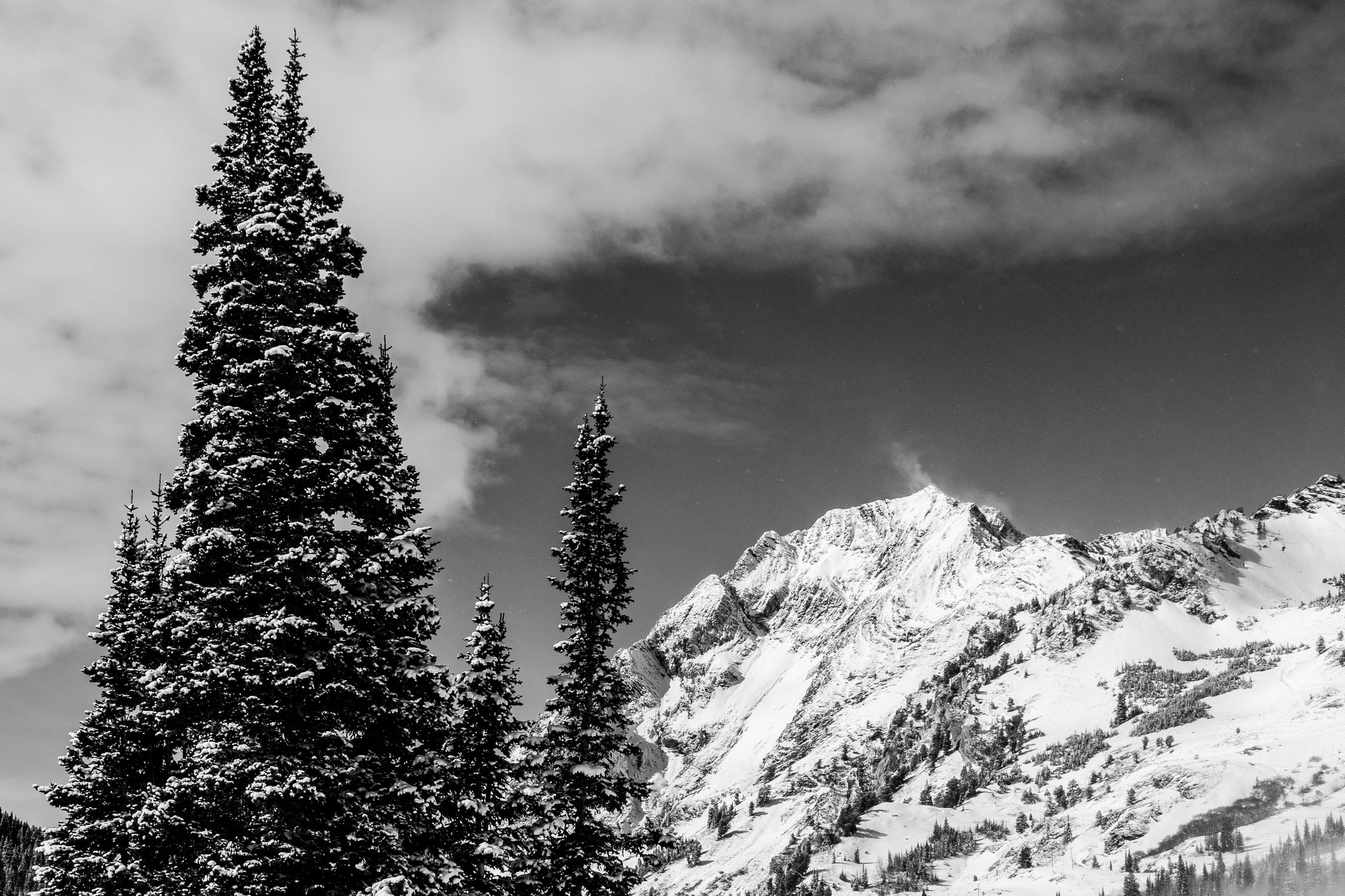 Trees Taller than the Highest Peak by Alex Tonetti on GIANT ART - gray photo illustration