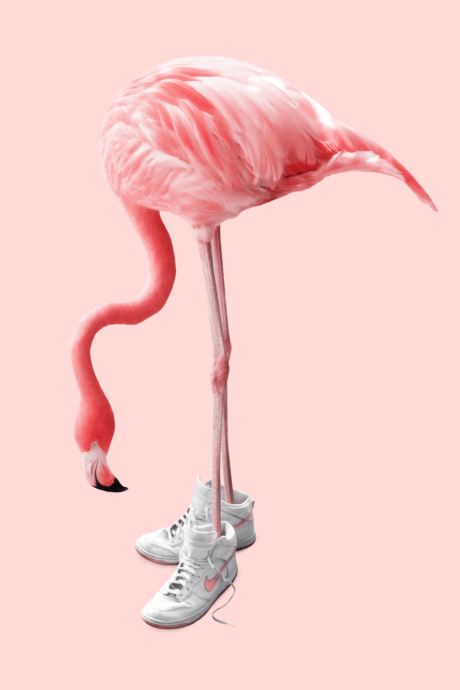 SNEAKER FLAMINGO by Jonas Loose on GIANT ART - pink photo manipulation