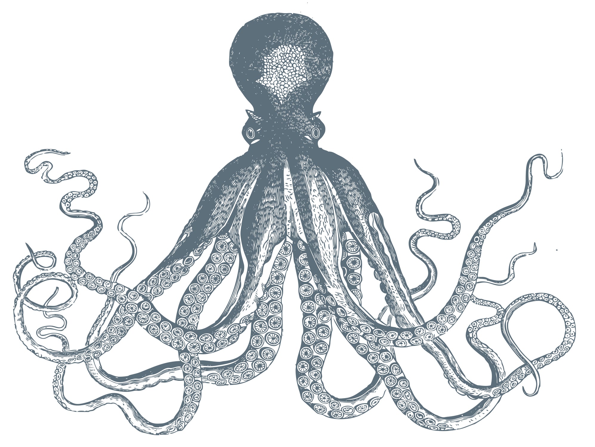 OCTOPUS GREY by Thomas Fernez on GIANT ART - gray digital drawing