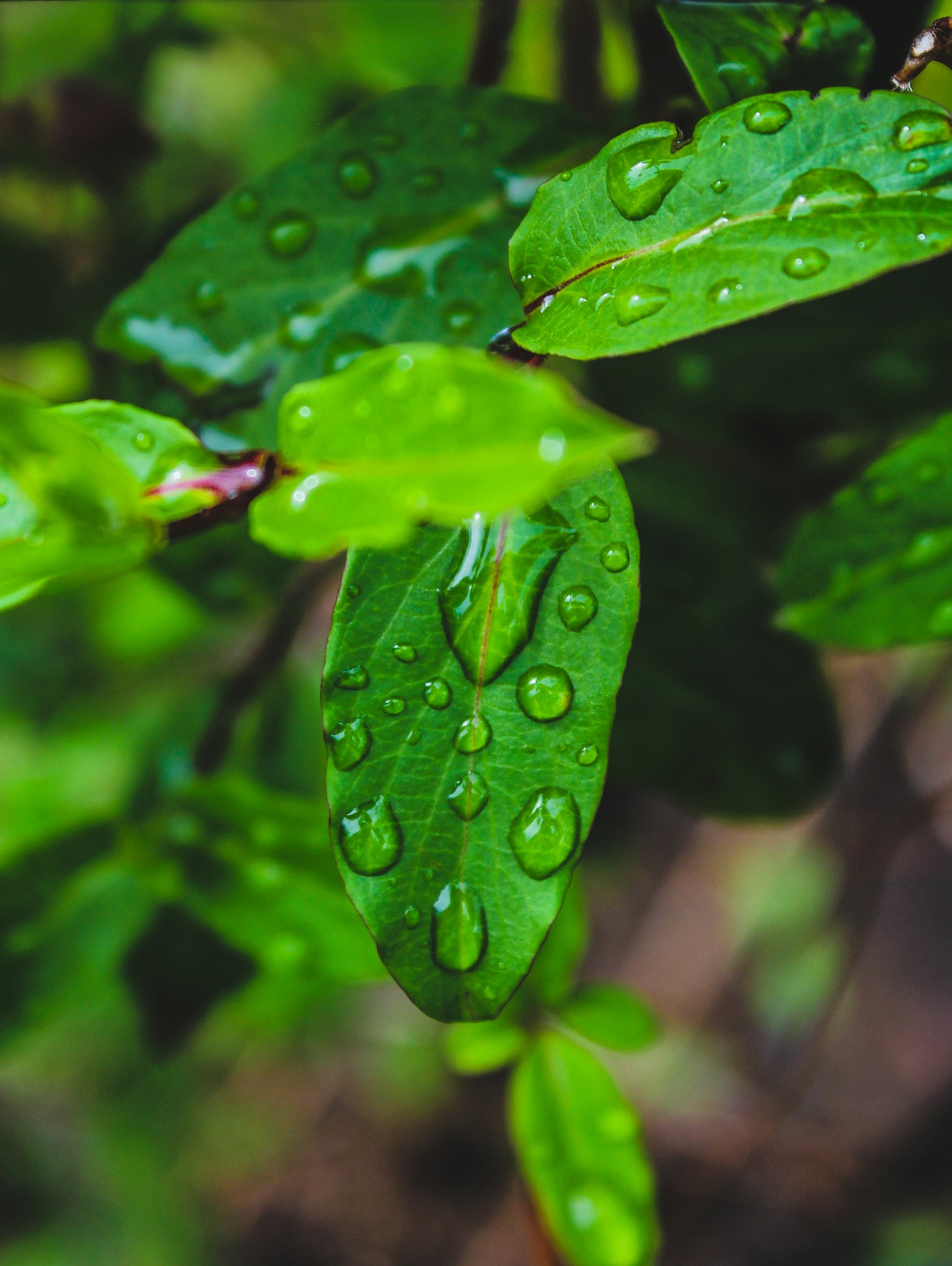 The Garden: After Rain by Brandon Greer on GIANT ART - green photo manipulation