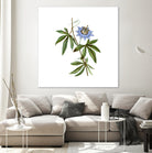 Vintage Blue Passionflower Botanical Illustration by Raul Andre Petrasanta on GIANT ART - blue mixed media