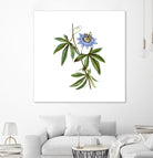 Vintage Blue Passionflower Botanical Illustration by Raul Andre Petrasanta on GIANT ART - blue mixed media