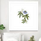 Vintage Blue Passionflower Botanical Illustration by Raul Andre Petrasanta on GIANT ART - blue mixed media