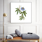 Vintage Blue Passionflower Botanical Illustration by Raul Andre Petrasanta on GIANT ART - blue mixed media