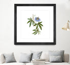 Vintage Blue Passionflower Botanical Illustration by Raul Andre Petrasanta on GIANT ART - blue mixed media