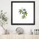 Vintage Blue Passionflower Botanical Illustration by Raul Andre Petrasanta on GIANT ART - blue mixed media