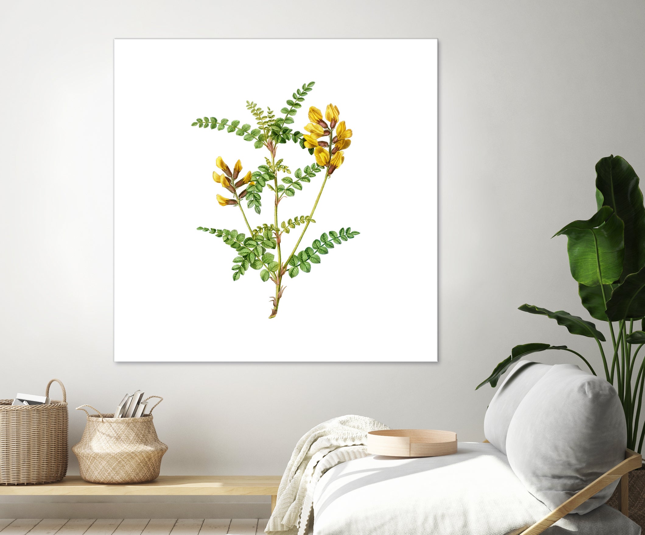 Vintage Calophaca Wolgarica Botanical Illustration by Raul Andre Petrasanta on GIANT ART - yellow mixed media