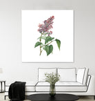 Vintage Common Pink Lilac Plant Botanical Illustratio by Raul Andre Petrasanta on GIANT ART - pink mixed media