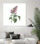 Vintage Common Pink Lilac Plant Botanical Illustratio by Raul Andre Petrasanta on GIANT ART - pink mixed media