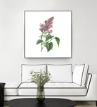 Vintage Common Pink Lilac Plant Botanical Illustratio by Raul Andre Petrasanta on GIANT ART - pink mixed media