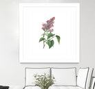 Vintage Common Pink Lilac Plant Botanical Illustratio by Raul Andre Petrasanta on GIANT ART - pink mixed media