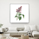 Vintage Common Pink Lilac Plant Botanical Illustratio by Raul Andre Petrasanta on GIANT ART - pink mixed media