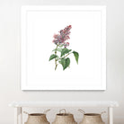 Vintage Common Pink Lilac Plant Botanical Illustratio by Raul Andre Petrasanta on GIANT ART - pink mixed media