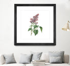 Vintage Common Pink Lilac Plant Botanical Illustratio by Raul Andre Petrasanta on GIANT ART - pink mixed media