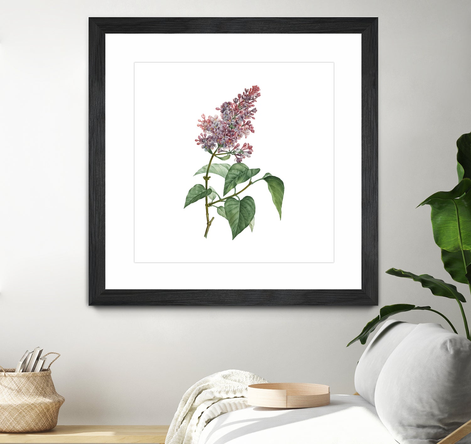 Vintage Common Pink Lilac Plant Botanical Illustratio by Raul Andre Petrasanta on GIANT ART - pink mixed media