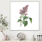 Vintage Common Pink Lilac Plant Botanical Illustratio by Raul Andre Petrasanta on GIANT ART - pink mixed media