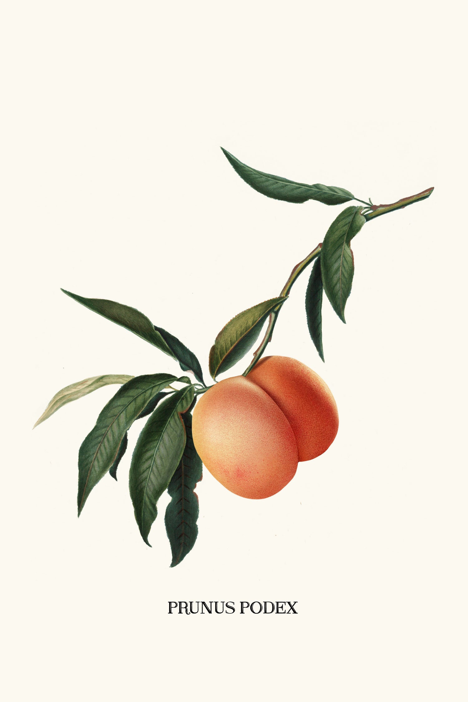 PEACHY by Jonas Loose on GIANT ART - orange photo manipulation