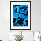 Succulent raindrops in blue by IOANNA PAPANIKOLAOU on GIANT ART - blue photo illustration