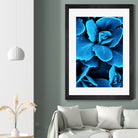 Succulent raindrops in blue by IOANNA PAPANIKOLAOU on GIANT ART - blue photo illustration