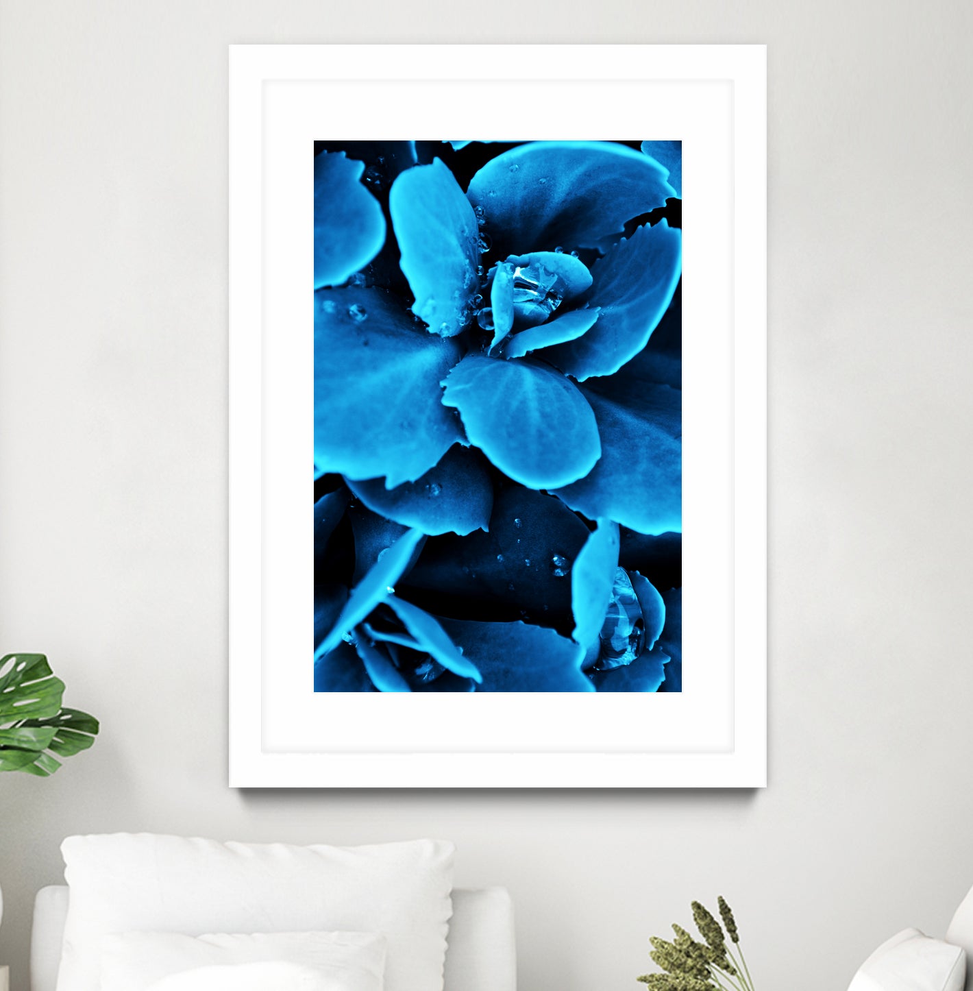 Succulent raindrops in blue by IOANNA PAPANIKOLAOU on GIANT ART - blue photo illustration