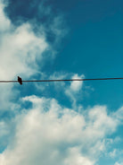 The lonely bird by Tiago França on GIANT ART - blue photo illustration