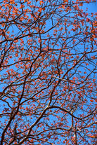 The red leaves in the early spring by Studio OMG on GIANT ART - red photo illustration