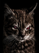 Creepy Kitten Portrait Photo Illustration by Daniel Ferreira-Leites on GIANT ART - black mixed media