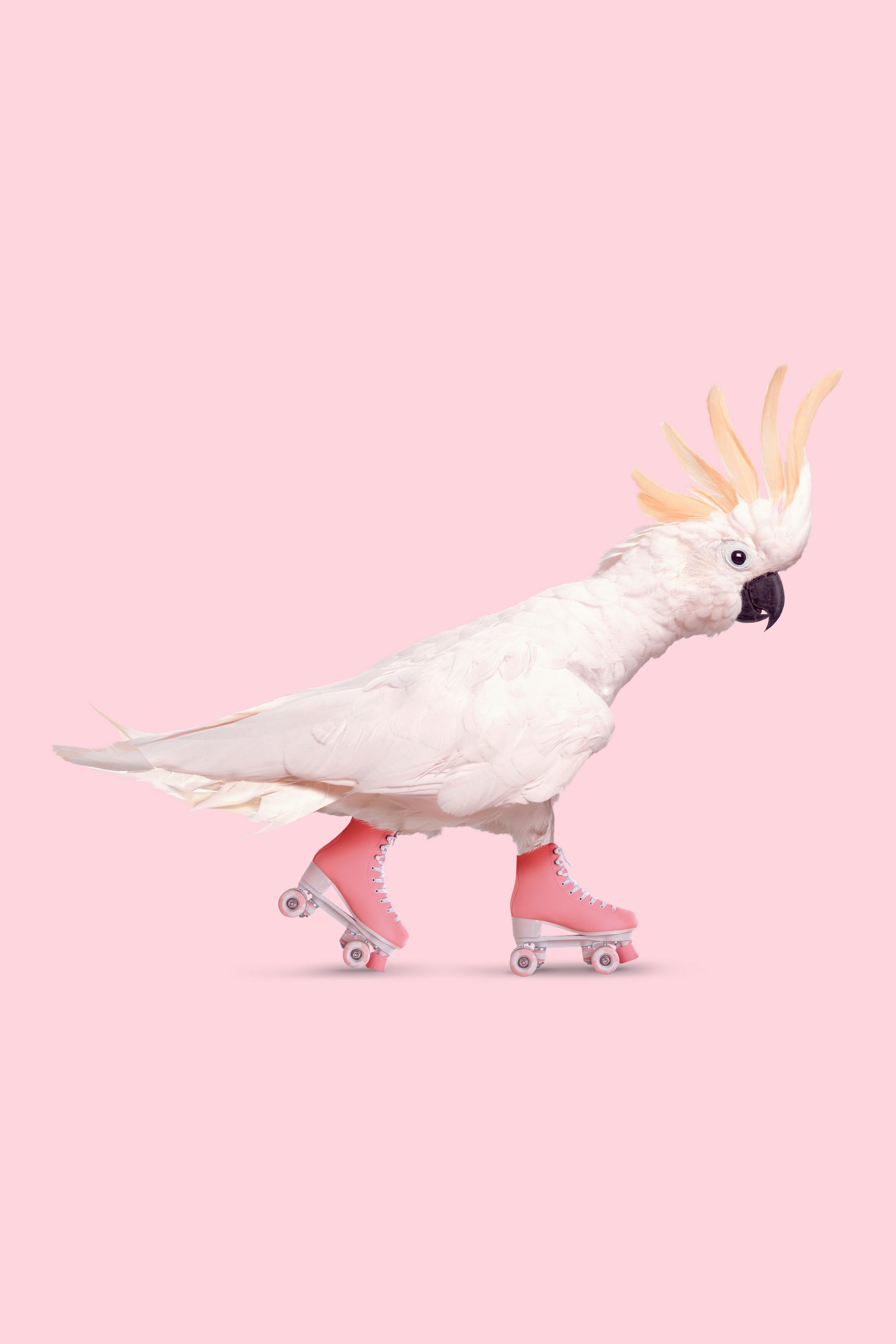 Rollerskating Cockatoo by Jonas Loose on GIANT ART - pink photo manipulation