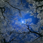 Moonlight Trees by Igor Zenin on GIANT ART - blue digital painting