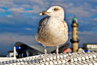 Magic Seagull on the Baltic Sea by SILVIA WISCHEROPP on GIANT ART - blue photo illustration