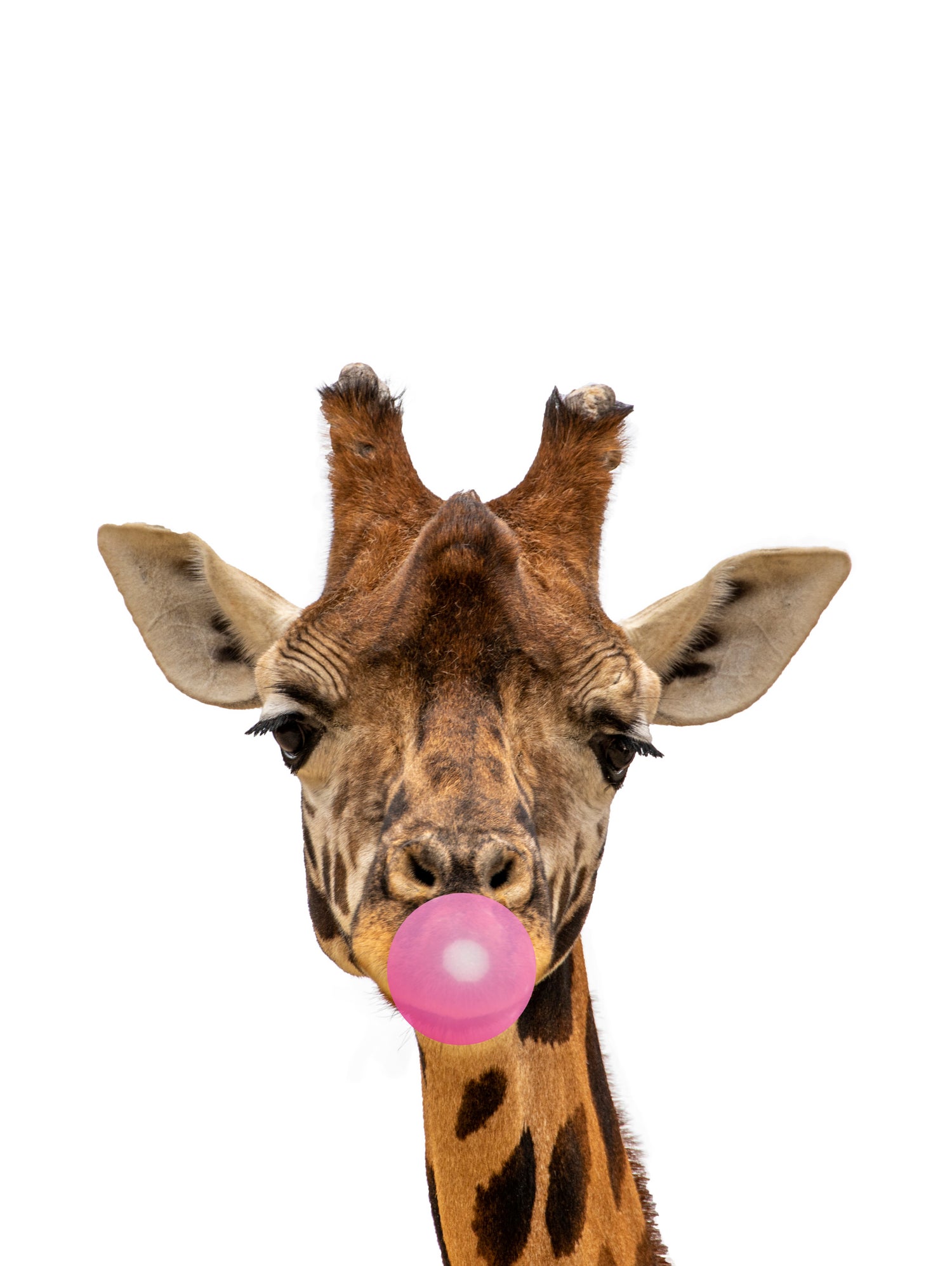 giraffe with bubble gum by miguel angel romero franco on GIANT ART - yellow photo manipulation