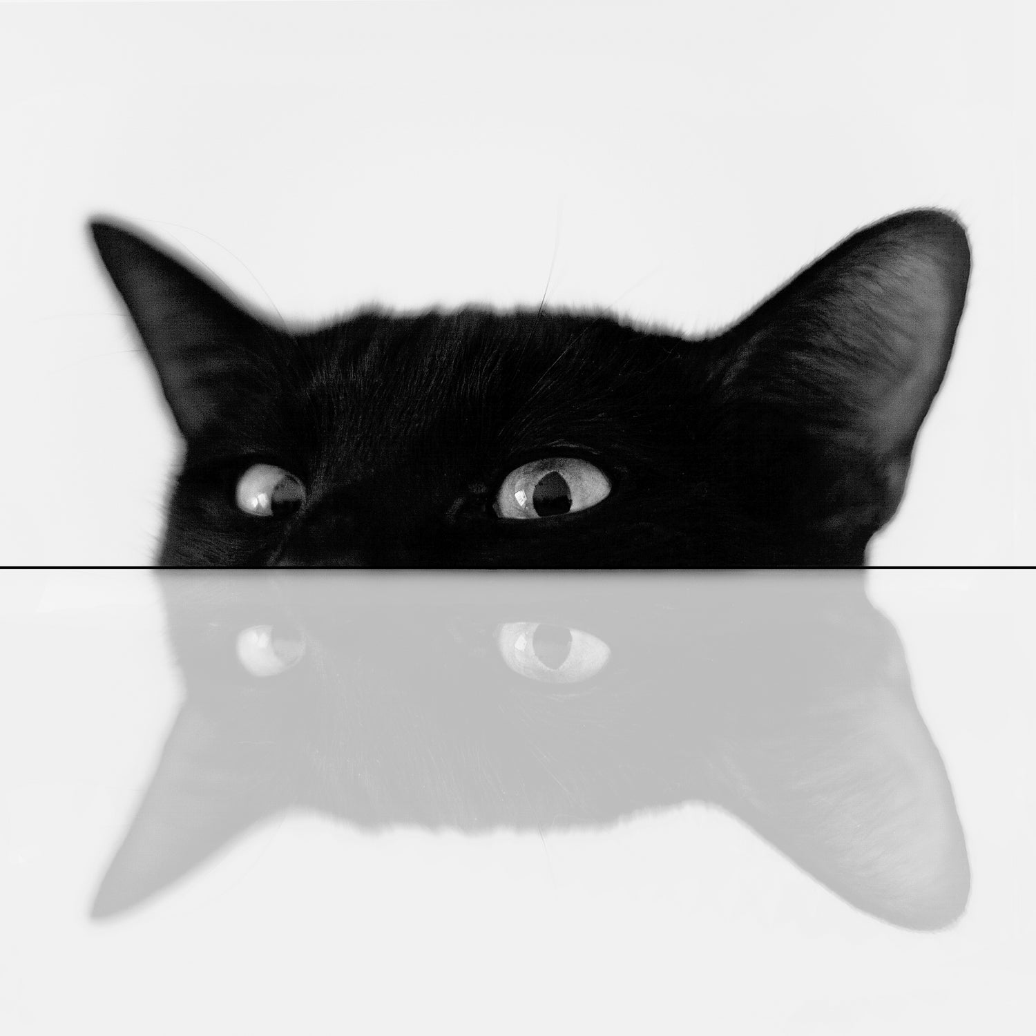 Cat by Tsvetelina Yurukova on GIANT ART - black photo illustration