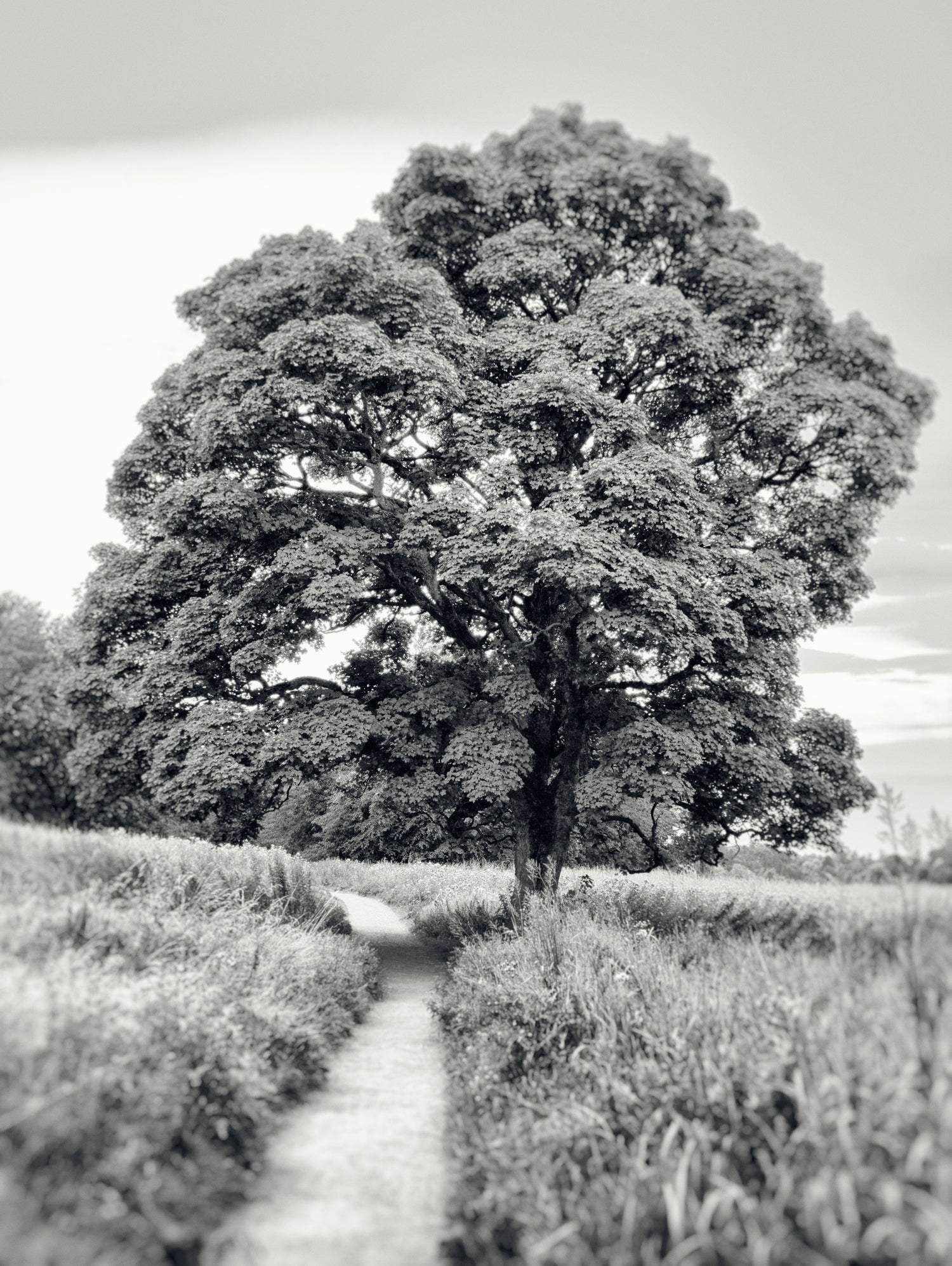 El Árbol by Adrian Daine on GIANT ART - white photo illustration