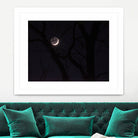 November Moon by Renee Reese on GIANT ART - black photo illustration