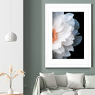 White Flower by Konstantin Sevostyanov on GIANT ART - white photo illustration