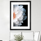 White Flower by Konstantin Sevostyanov on GIANT ART - white photo illustration