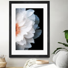 White Flower by Konstantin Sevostyanov on GIANT ART - white photo illustration