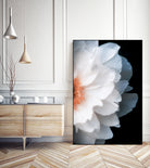 White Flower by Konstantin Sevostyanov on GIANT ART - white photo illustration