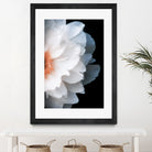 White Flower by Konstantin Sevostyanov on GIANT ART - white photo illustration